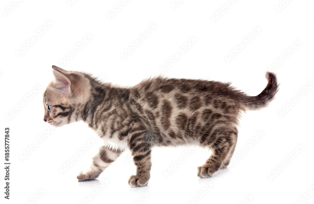 Fototapeta premium bengal kitten in studio