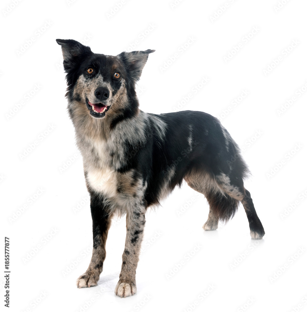 Fototapeta premium australian shepherd in studio