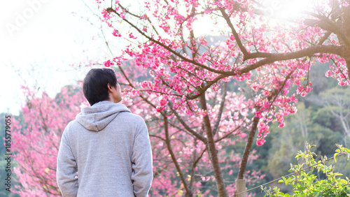 A young man is standing amidst the cherry blossom trees.