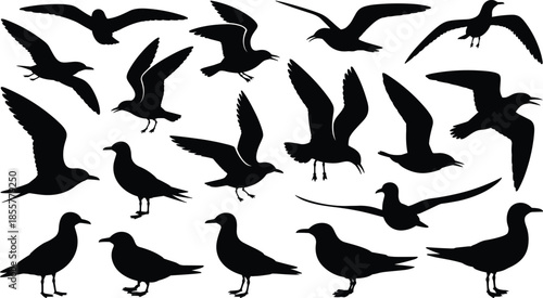 Seagull bird silhouette collection, flying seabird vector design, ocean wildlife illustration, coastal animal art, nature flight graphic, beach bird outline