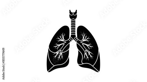 Illustration of human lungs with trachea and bronchi on white background.