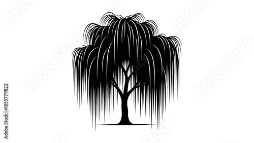 Black Weeping Willow Tree Silhouette on White Background Vector Illustration.