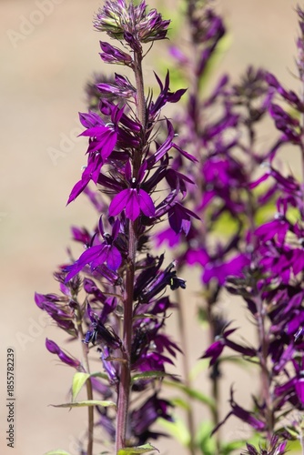 Close up of a purple hadspen purple cardinal flower (lobelia cardinalis) in bloom