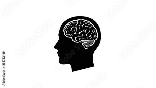 Human brain anatomy illustration in head silhouette on white background.
