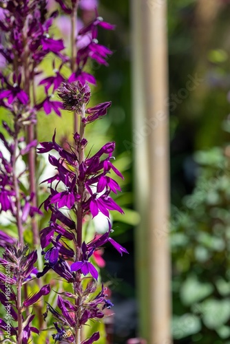 Close up of a purple hadspen purple cardinal flower (lobelia cardinalis) in bloom
