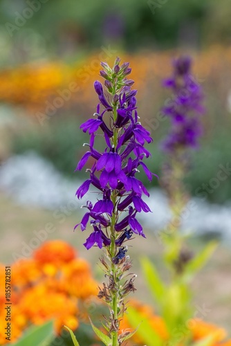 Close up of a purple cardinal flower (lobelia cardinalis) in bloom