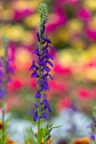 Close up of a purple cardinal flower (lobelia cardinalis) in bloom