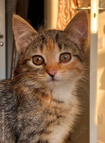 Portrait capturing curious kitten amidst warm indoor lighting