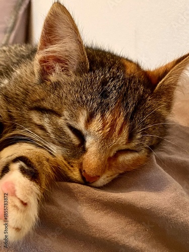 Relaxed young cat curled up on soft cushioned surface indoors