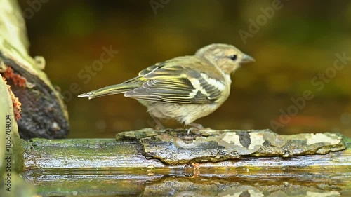 Eurasian chaffinch (Fringilla coelebs) bathing and cleaning its feathers in fresh water, captured in natural daylight. Garden wildlife video.