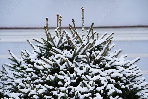 Snow-covered fir tree close-up.
