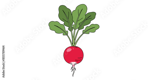 Simple and colorful illustration of a radish with green leaves and a white background
