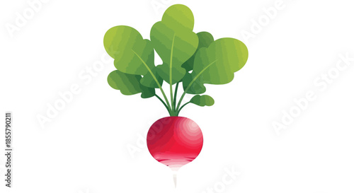 Minimalist Illustration of a Radish with Green Leaves and Red Root in Flat Design