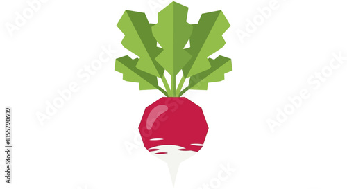 Stylized Radish Illustration with Green Leaves and White Root on White Background