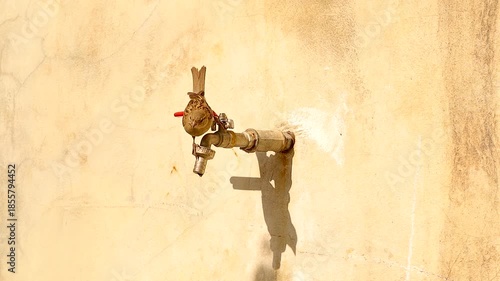 Female house sparrow desperately searching for water during hot summer heat, landing on a dripping faucet to drink. Powerful urban wildlife moment highlighting water scarcity, and climate impact.
