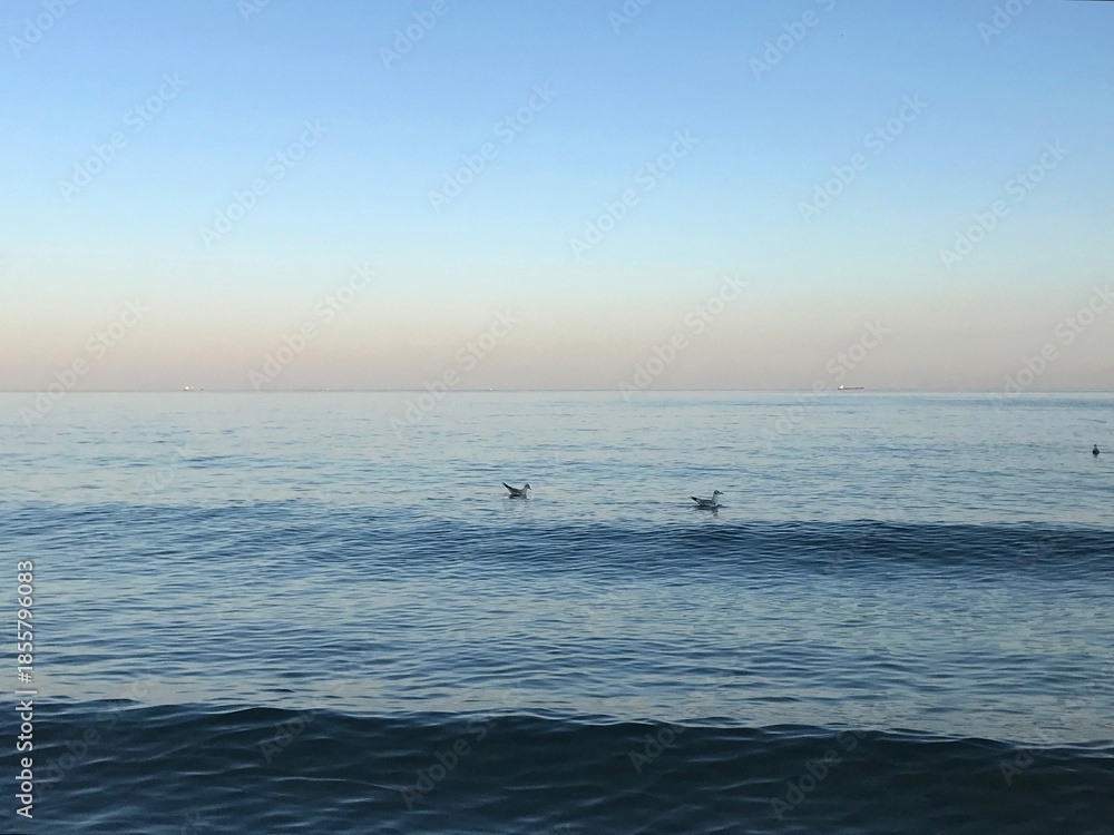 Fototapeta premium Seagulls flying over calm sea near horizon