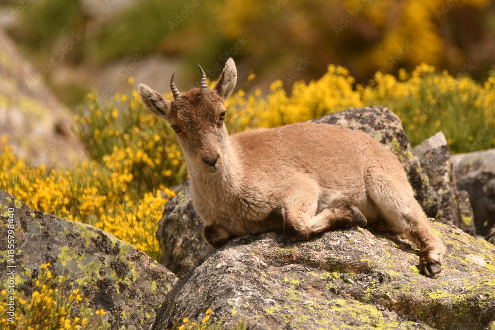 Fototapeta premium cabras monteses en la sierra de gredos