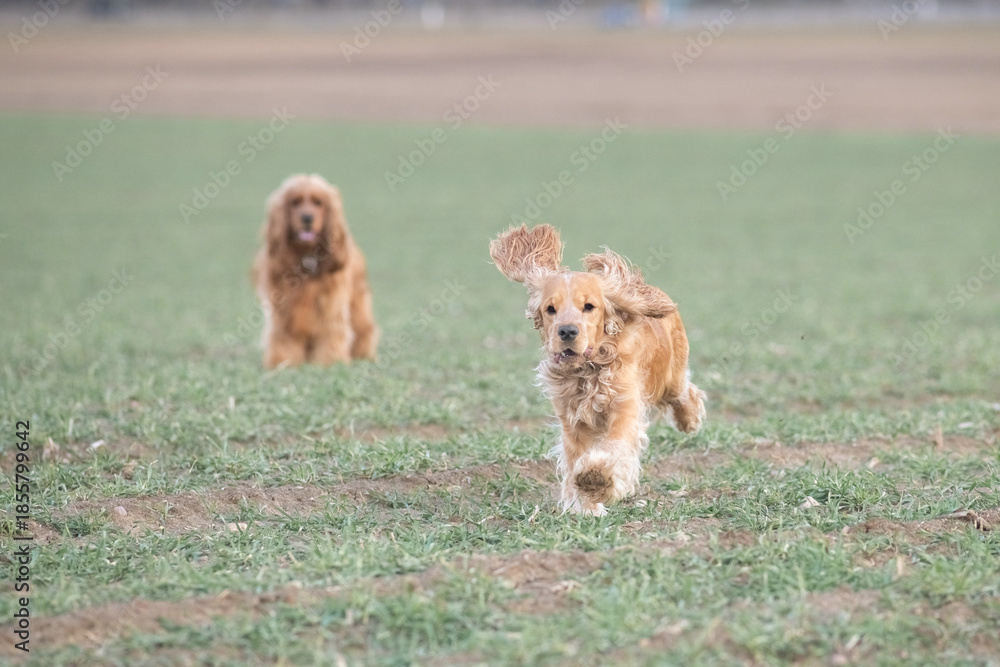 Fototapeta premium Two playful dogs, a golden cocker spaniel and a fluffy brown cocker spaniel, are joyfully running across a grassy field, showcasing their friendship and energy in a natural setting