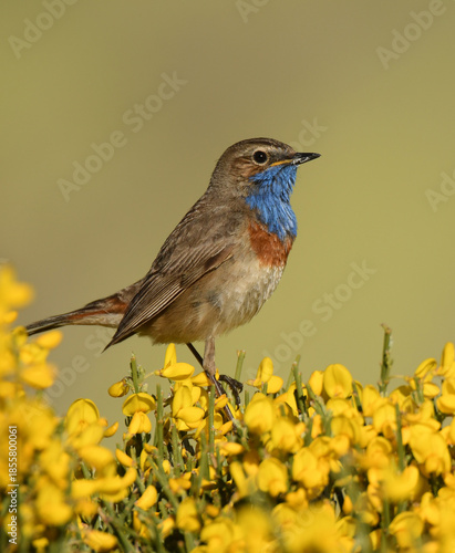 un pechiazul macho en la sierra de gredos