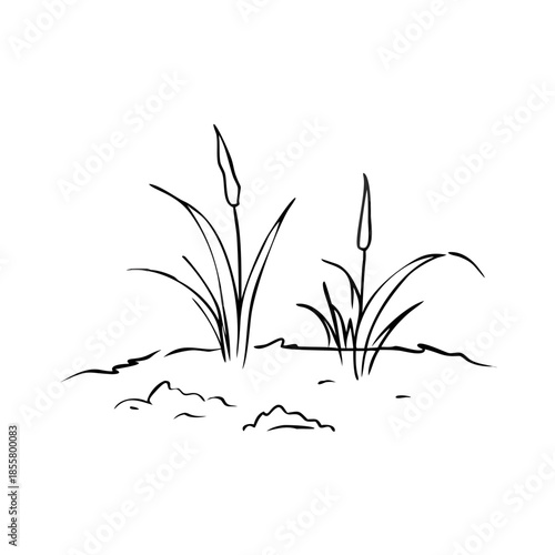Elegant hand drawn marsh plants sketch showing natural wetland flora. Minimalist marsh plants sketch with clean lines and simple cattail design. Marsh plants sketch perfect for botanical illustration.