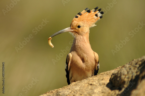 Abubilla en primavera en el campo
