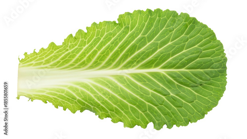 Isolated leaf of Chinese cabbage for cooking and salads, healthy eating concept, nutrient source