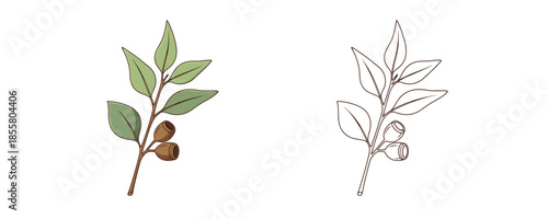 Green eucalyptus twig with leaves and seeds and black outline sketch isolated on white background depicting medicinal plant for herbal therapy in vector style