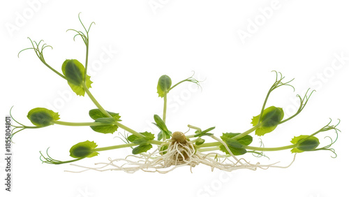 Fotografia Isolated Young Pea Sprouts – Emerging Plant with Roots and Green Tendrils, Food