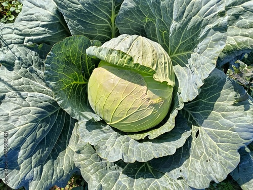 Vegetables grow in the garden, Mustard greens growing in organic farm. close up of various fresh vegetables from the field, including cabbage, broccoli, purple broccoli, lettuce, and vegetable seeds