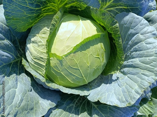 Vegetables grow in the garden, Mustard greens growing in organic farm. close up of various fresh vegetables from the field, including cabbage, broccoli, purple broccoli, lettuce, and vegetable seeds