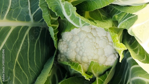 Vegetables grow in the garden, Mustard greens growing in organic farm. close up of various fresh vegetables from the field, including cabbage, broccoli, purple broccoli, lettuce, and vegetable seeds