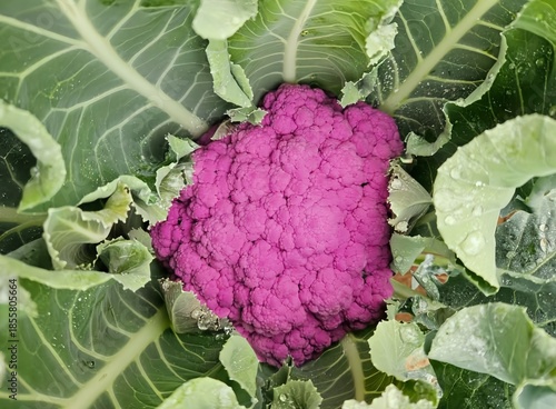 Vegetables grow in the garden, Mustard greens growing in organic farm. close up of various fresh vegetables from the field, including cabbage, broccoli, purple broccoli, lettuce, and vegetable seeds