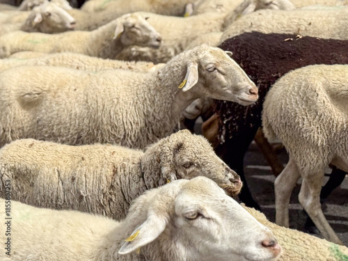 Sheep gathered closely in a dense flock of wool