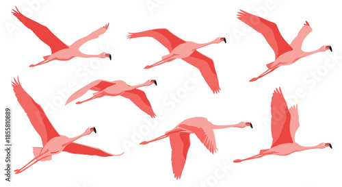 Collection of graceful pink flamingos in various flying poses and positions isolated on a white background for tropical designs.