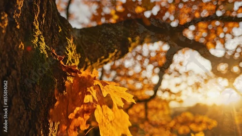 Extremely slow motion close-up of beautifully golden autumn leaves drifting down from a towering ancient oak tree canopy at sunset slow motion, soft focus, falling