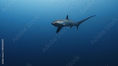 Thresher Shark Gliding Through Deep Blue Ocean