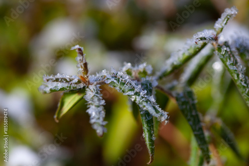 Green plant leaves covered with frost and snow close up in winter