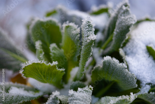 Green plant leaves covered with frost and snow close up in winter