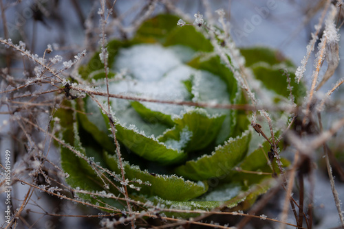 Green plant leaves covered with frost and snow close up in winter