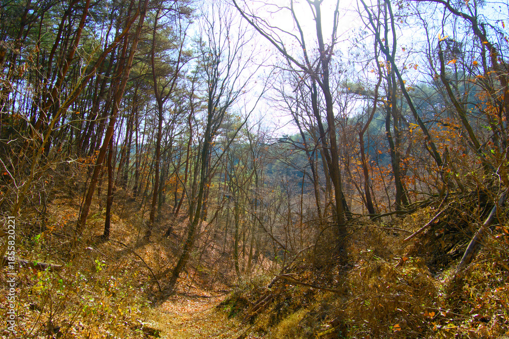 Fototapeta premium A fall forest that has run out of leaves