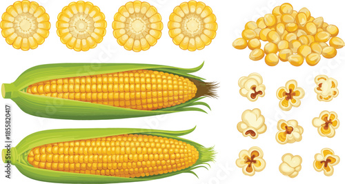 Fresh corn on the cob vector set featuring whole ears in husks, sliced corn rounds, loose yellow kernels, and popped popcorn pieces isolated on white for food and agriculture concepts.
