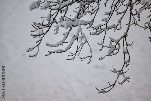 Inverno neve sulle piante