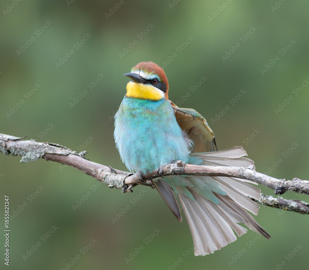 Obraz premium European bee-eater, merops apiaster. A bird sits on a branch stretching its wings and tail