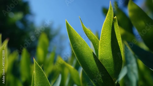 Macro shot of green leaves against sky