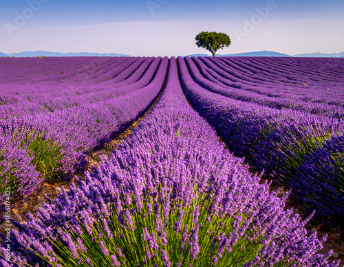 Endless rows of blooming lavender flowers in a field with a single tree on the horizon. Generative AI