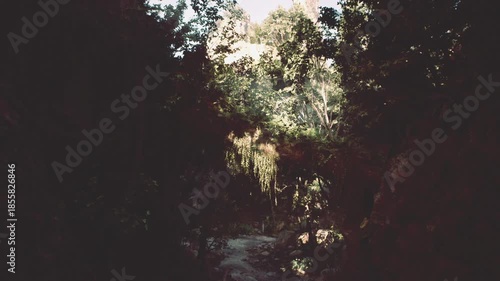 Sunlight filters through tall trees, illuminating vibrant foliage in a peaceful forest in Vietnam. The natural beauty showcases a tranquil atmosphere, inviting exploration and reflection.