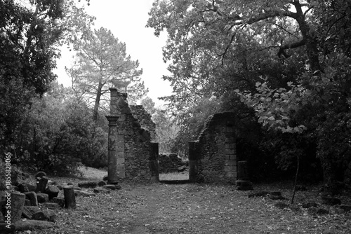 Ruins of the dark forest