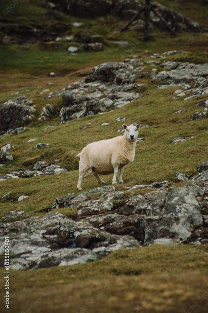 Fototapeta premium A stunning photograph of the grasslands around the iconic Neist Point Lighthouse, perched on the most westerly point of the Isle of Skye. In the foreground, local sheep