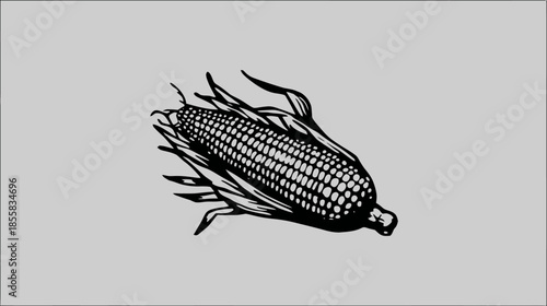 Vintage style illustration of a single ear of corn with husks. Hand-drawn engraving in black and white, farm produce graphic.