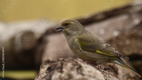 European Greenfinch feeding seeds